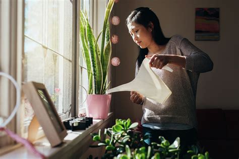 When is the best time to water plants?