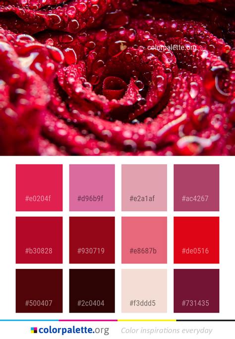 Rose Color 的图像结果