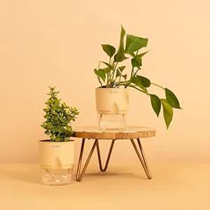 KYARI Good Luck Jade Plant & Green Money Combo of 2| Live Indoor Plants ...