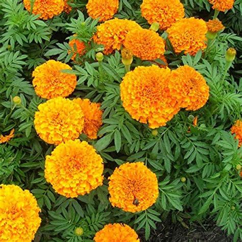 Marigold Pusa Navrangi, Tagetes erecta pusa navrangi Flower Desi Seeds ...