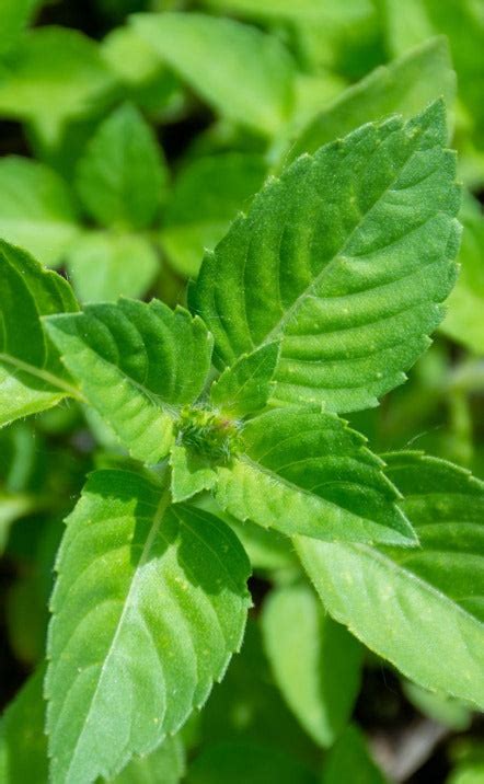 Ingredients – Jungly Delights