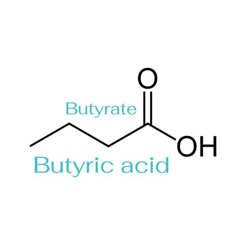Butyric Acid Structure