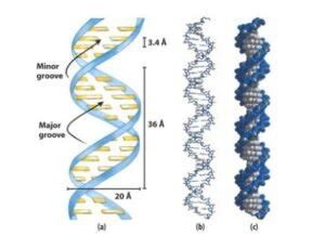 Image result for DNA Microarray Device