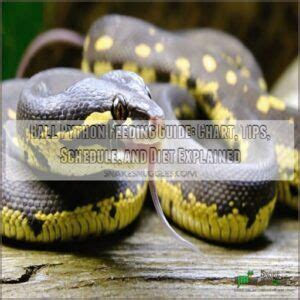 Feeding Baby Ball Python 的图像结果