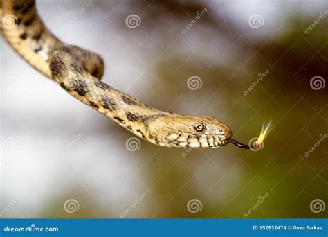 Venomous Water Moccasin Snake Royalty-Free Stock Photo | CartoonDealer.com #71087085 - venom of water moccasin