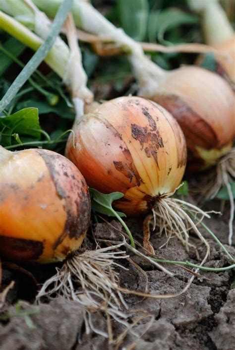 Vegetables to Grow in your Kitchen Garden