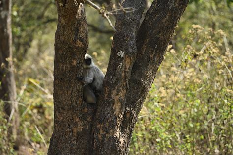 Wayanad Wildlife Sanctuary | Eco tourism programmes in Kerala ...