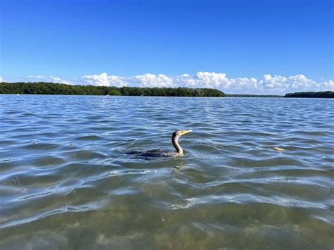 Image result for Kayaking Shell Key Preserve