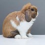 Image result for Mini Holland Lop Bunnies Deformed