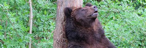 BEAR SANCTUARY Müritz - FOUR PAWS International - Animal Welfare ...