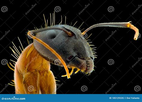 Ant Face Extreme Closeup Macro Photography Stock Image - Image of wing ...