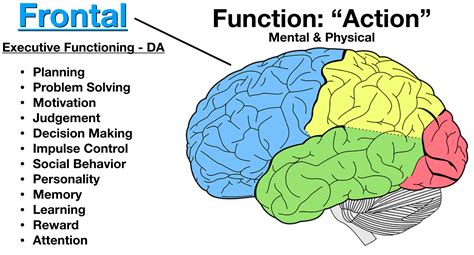 Temporal Lobe Of Cerebrum Function