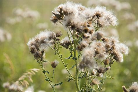Ragweed Allergy and Your Asthma