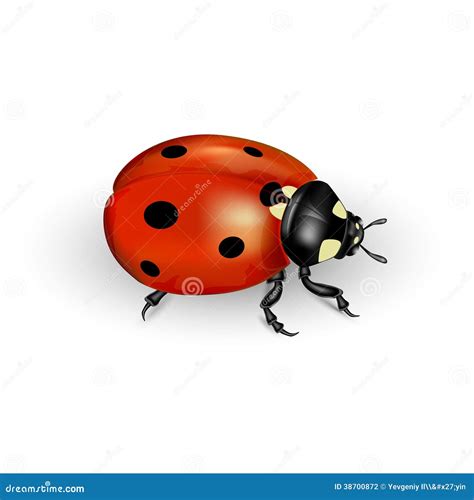 Image result for Ladybug Realistic