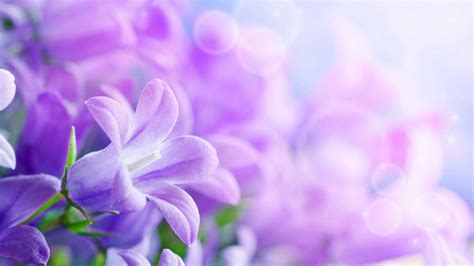 [200+] Purple Flowers Wallpapers | Wallpapers.com