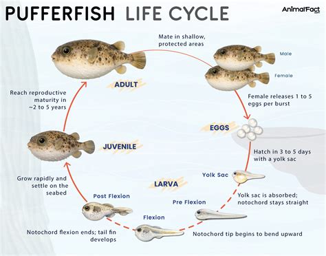 Pufferfish - Types, Habitat, Diet, Predators, & Lifespan