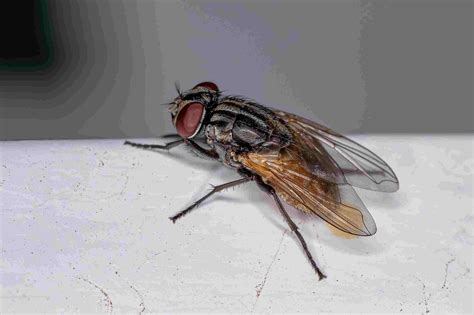 Fly Life Cycle: How Long Do Flies Live?