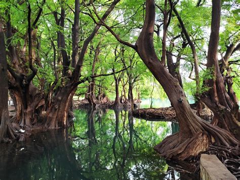 Válida Proam medidas para compensar daños por obra en Lago de Camécuaro ...