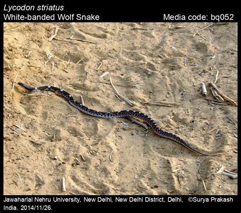 Lycodon striatus (Shaw, 1802) - White-banded Wolf Snake | Reptiles