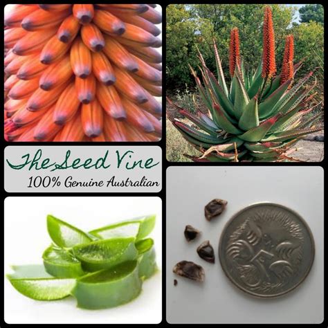 Aloe ferox - Cape Aloe - The Seed Vine
