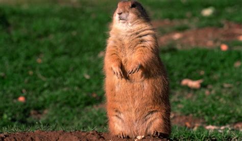 Image result for Domesticated Prairie Dogs