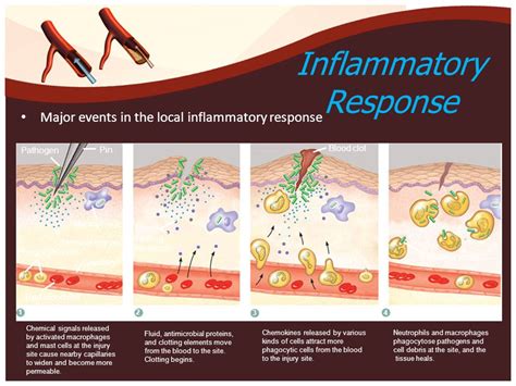 Inflammation Process Steps 的图像结果