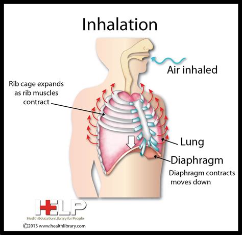 Explain the Mechanism of Breathing in Human Beings - CBSE Class Notes Online - Classnotes123