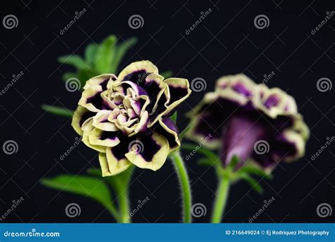 Midnight Gold Petunia Flower Stock Photo - Image of close, blossoms ...