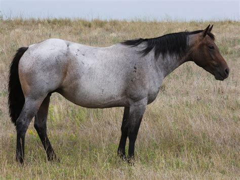 What Color Is A Bay Roan Horse at Archer Ruth blog