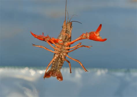 日本拟将小龙虾指定为外来入侵物种_提案
