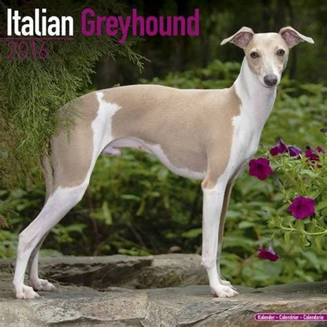 Buy Italian Greyhound Calendar 2016 Book Online at Low Prices in India ...
