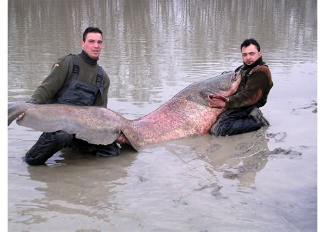 Biggest Catfish Ever