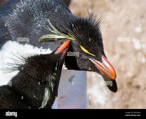 Rockhopper Penguin (Eudyptes chrysocome), subspecies western rockhopper ...