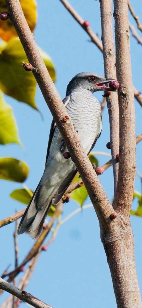 FM Nirmala: BJP will bring back electoral bonds after 2024 polls ...