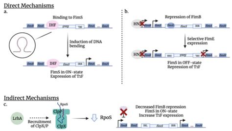What Flips the Switch? Signals and Stress Regulating Extraintestinal ...