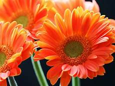 Flowers Desktop Wallpapers by Wallpapers Orange Gerbera Flowers Wallpapers Flowers Desktop Wallpapers