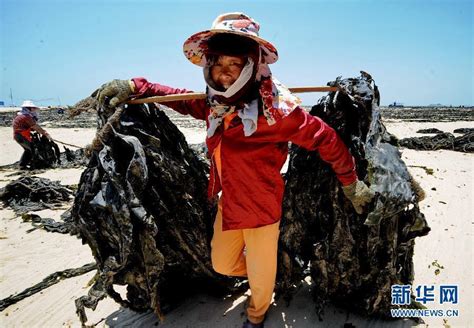 福建渔民抢收海带-海带-浙江在线-时政新闻