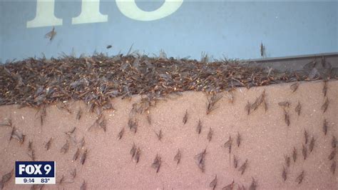 Mayflies hatch along Mississippi River, swarm cities of the metro ...
