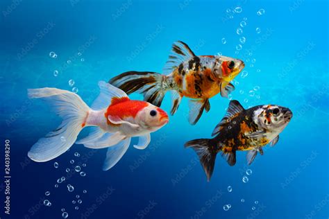 Image result for Fish Tank Texture