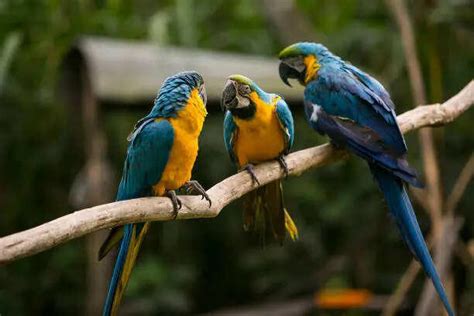 Parrots can talk to each other, not just copy humans, says research