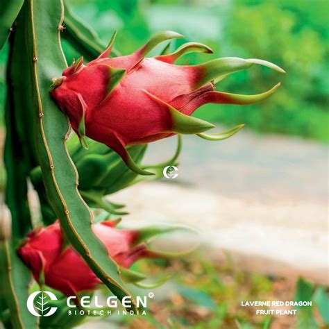 Dragon Fruit - Red Laverne (Flesh Magenta) Tissue Culture Sapling ...