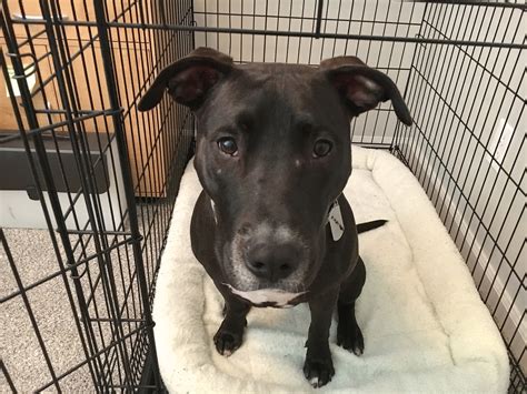 Pitbull Lab Mix Intelligence at Merrill Lavallee blog