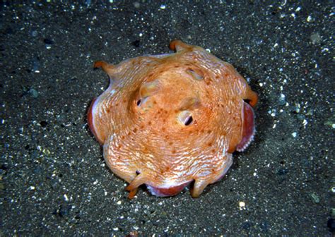 Image result for Octopus ING Nemo