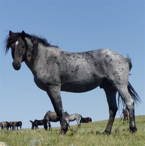 Wild Blue Roan Horse