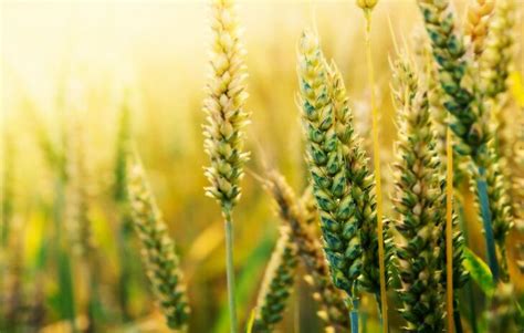 【图】小麦的功效与作用 小麦的品种介绍 - 装修保障网