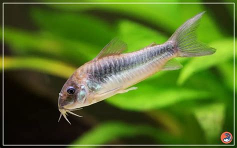 Java Moss for Corydoras Breeding 的图像结果