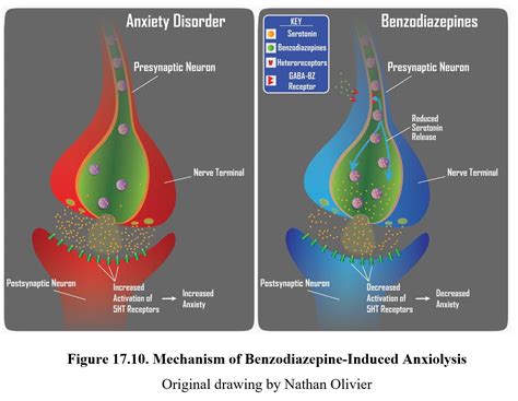 Chapter 17: Anxiolytics – Drugs and Behavior
