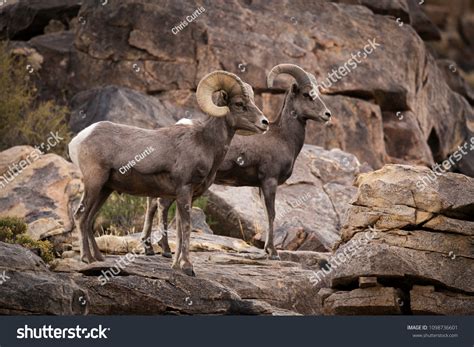 Male Ram Female Ewe Big Horn Stock Photo 1098736601 | Shutterstock