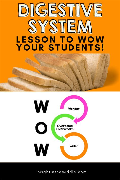 Image result for Digestive System Theme