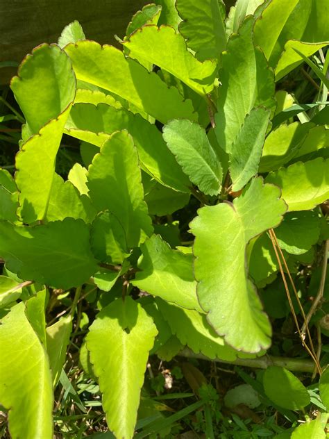 Live Jamaican Leaf of Life Plant: Bryophyllum Pinnatum Miracle Leaf - Etsy